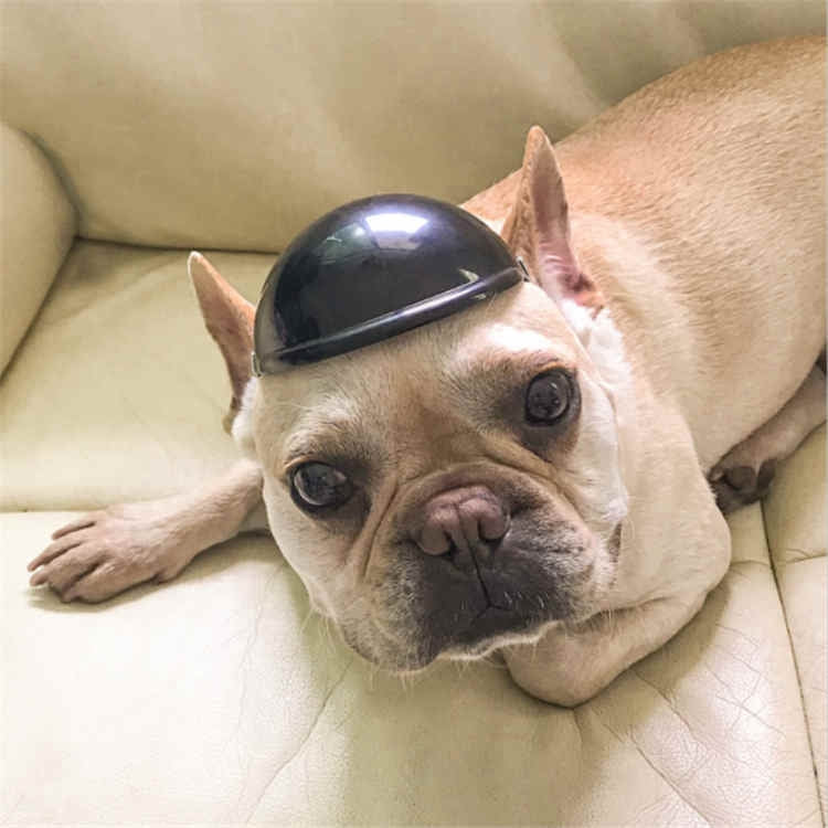 Casco para mascotas locomotora Lelmet accesorios para perros y gatos, S, M