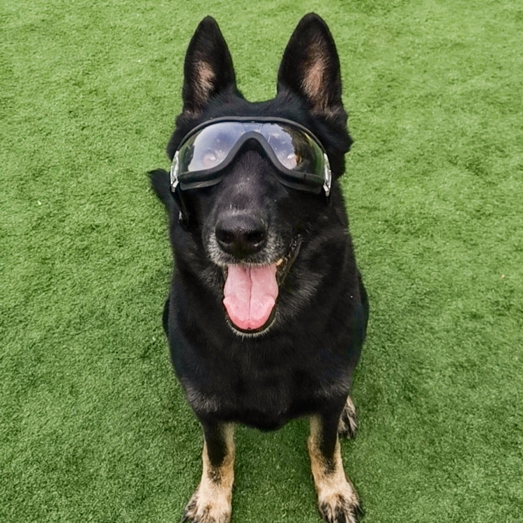 Gafas para mascotas, gafas transparentes para perros, gafas impermeables a prueba de viento y nieve para perros, Transparent Glasses
